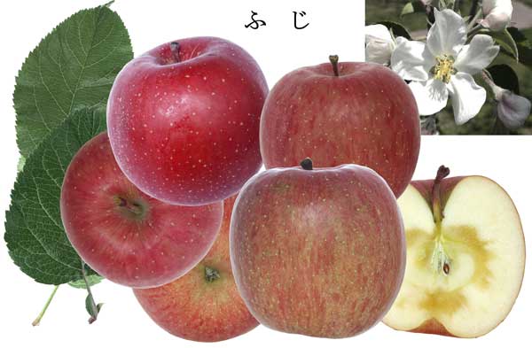 人気のりんご品種「ふじ」の写真