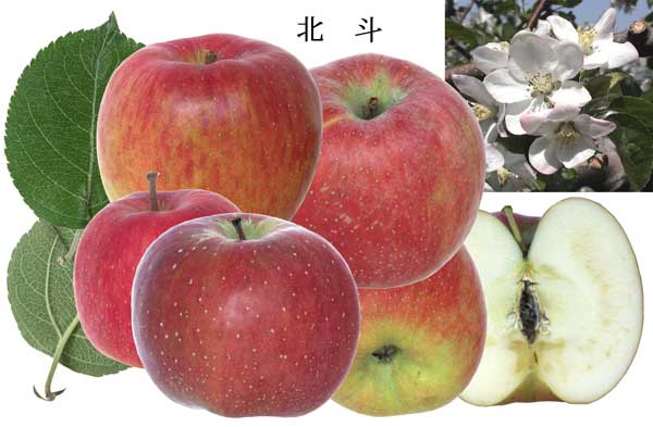 人気のりんご品種「北斗」の写真