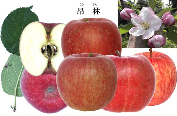 人気のりんご品種「昴林」の写真