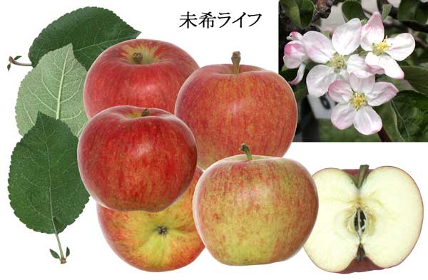 人気のりんご品種「未来ライフ」の写真