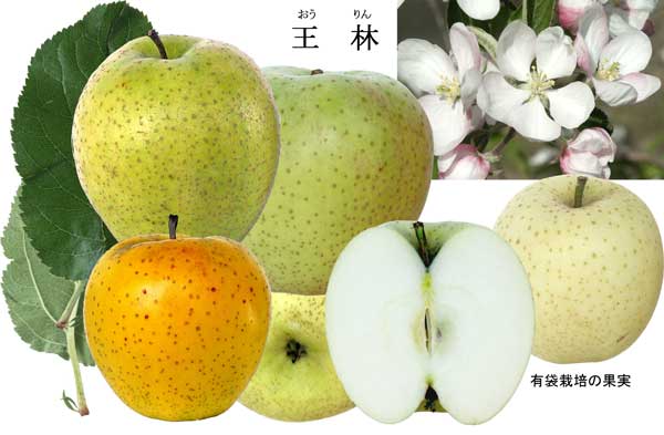 人気のりんご品種「王林」の写真