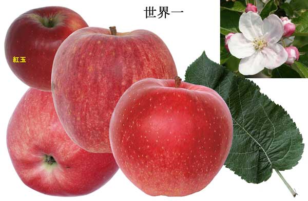 人気のりんご品種「世界一」の写真