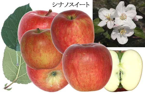 人気のりんご品種「シナノスイート」の写真