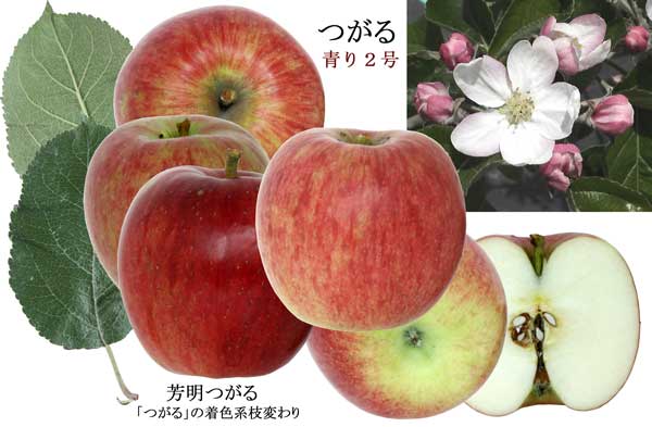 人気のりんご品種「つがる」の写真