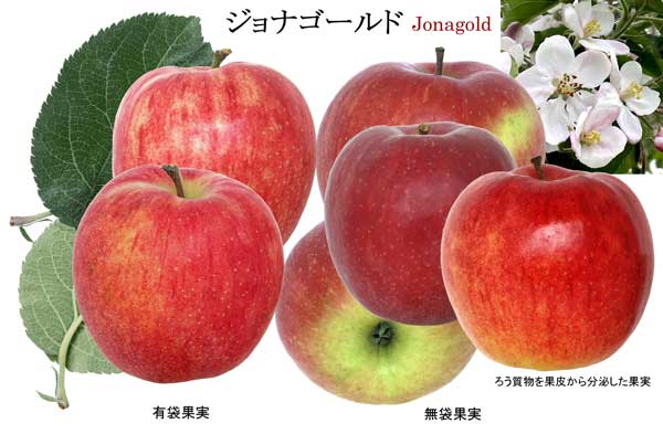 人気のりんご品種「ジョナゴールド」の写真