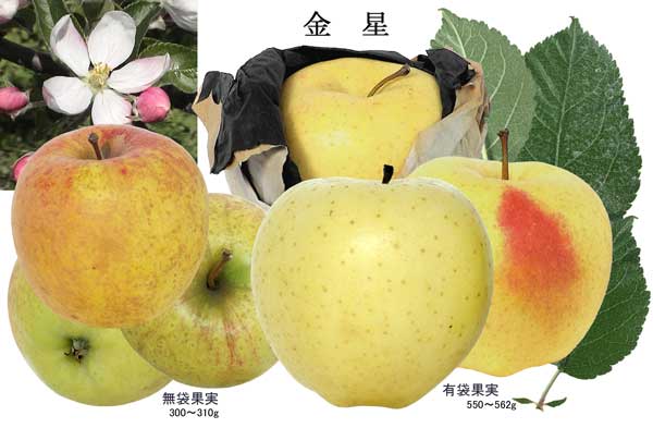 人気のりんご品種「金星」の写真