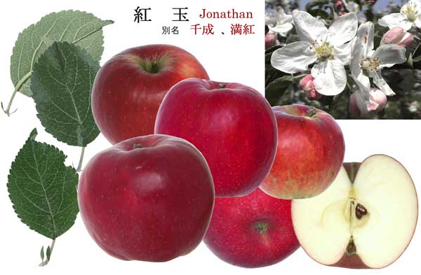 人気のりんご品種「紅玉」の写真