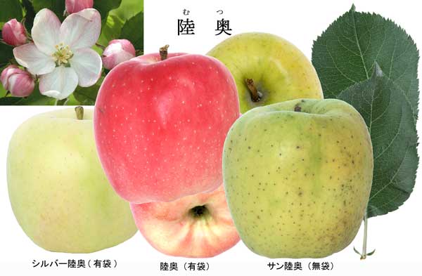 人気のりんご品種「陸奥」の写真