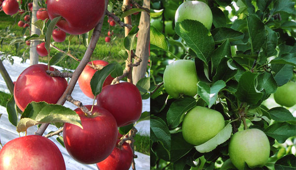 葉取らずりんごの比較写真