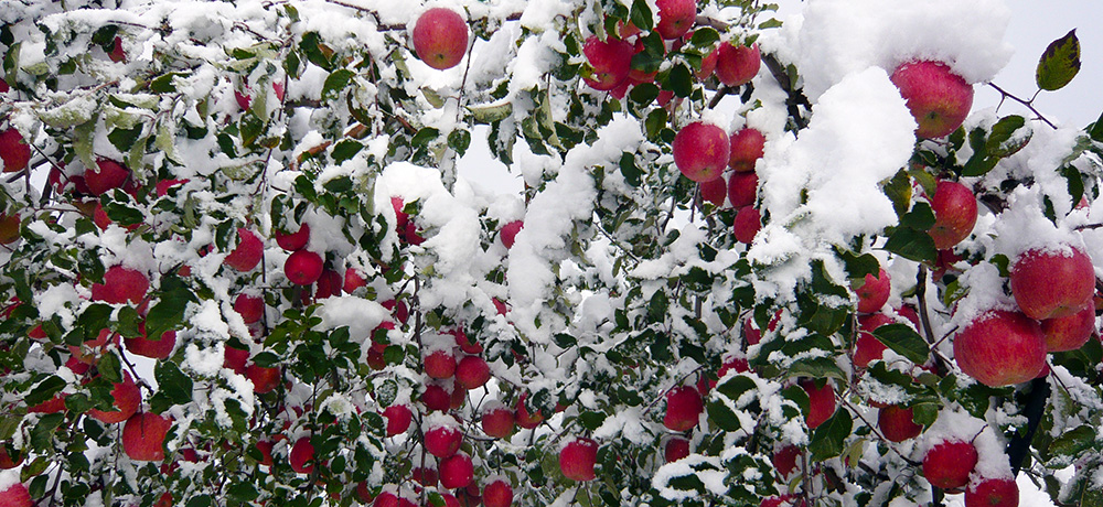 サンタりんご園冬の風景