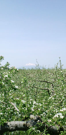 岩木山と花咲くりんご園